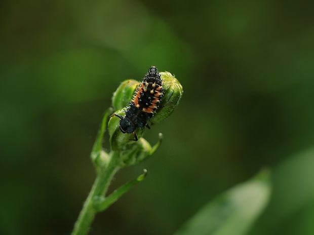 lienka - larva Harmonia axyridis