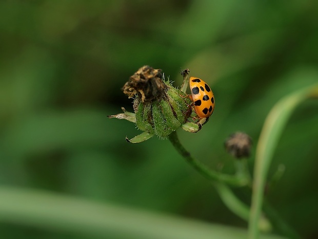 lienka Harmonia axyridis