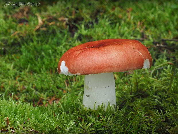 plávka jahodovočervená Russula paludosa Britzelm.