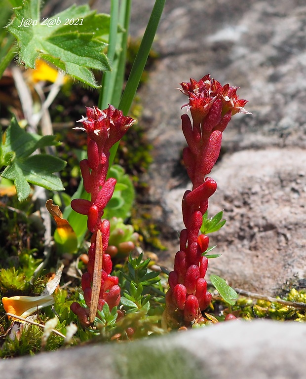 rozchodník černastý Sedum atratum L.