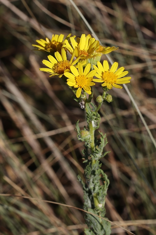 starček jakubov Senecio jacobaea L.