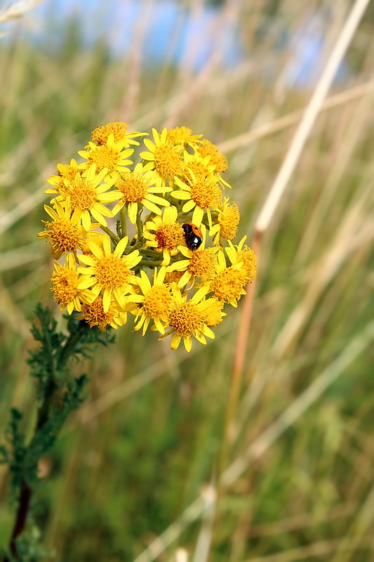 starček jakubov Senecio jacobaea L.