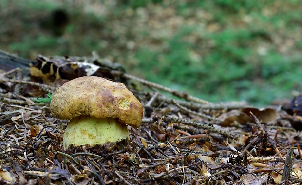 hríb horský Butyriboletus subappendiculatus (Dermek, Lazebn. & J. Veselský) D. Arora & J.L. Frank