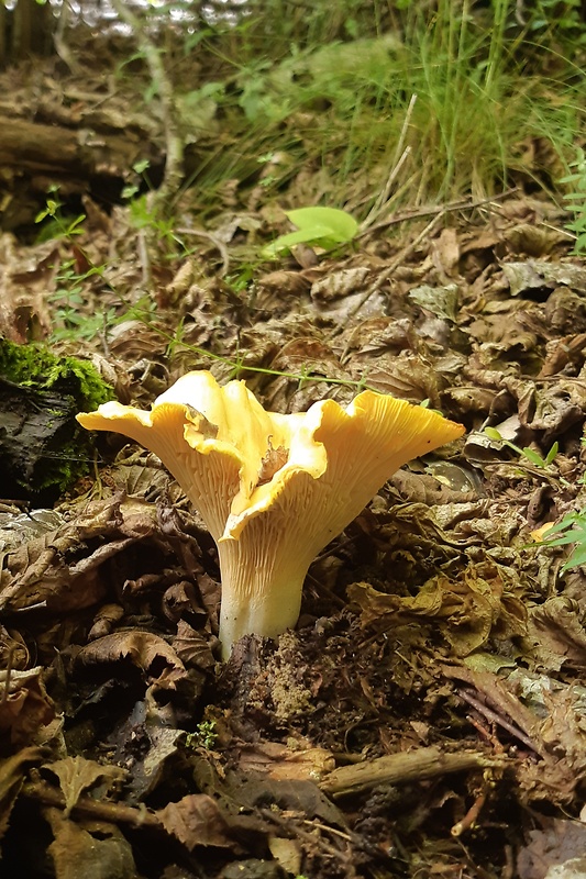 kuriatko jedlé Cantharellus cibarius Fr.