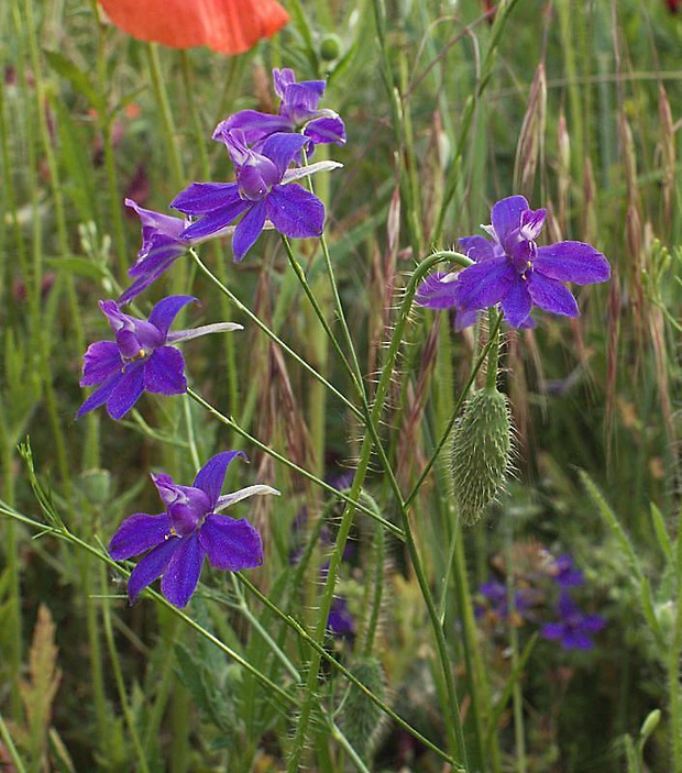 ostrôžka poľná Consolida regalis Gray