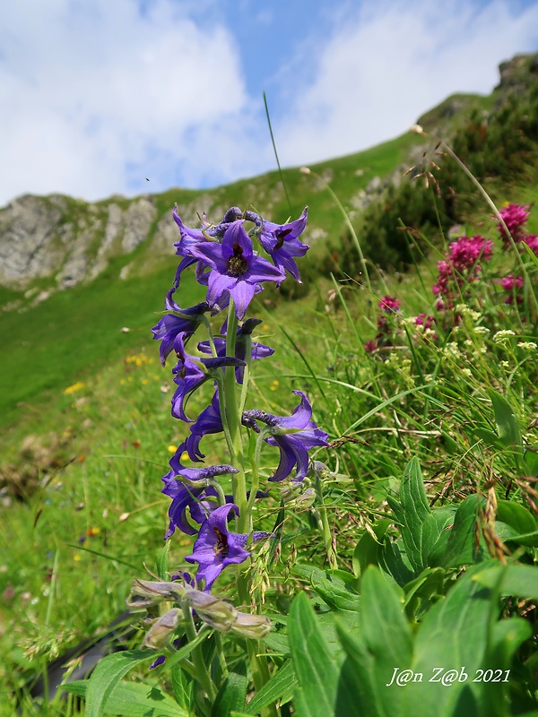 stračonôžka tatranská Delphinium oxysepalum Borbás et Pax