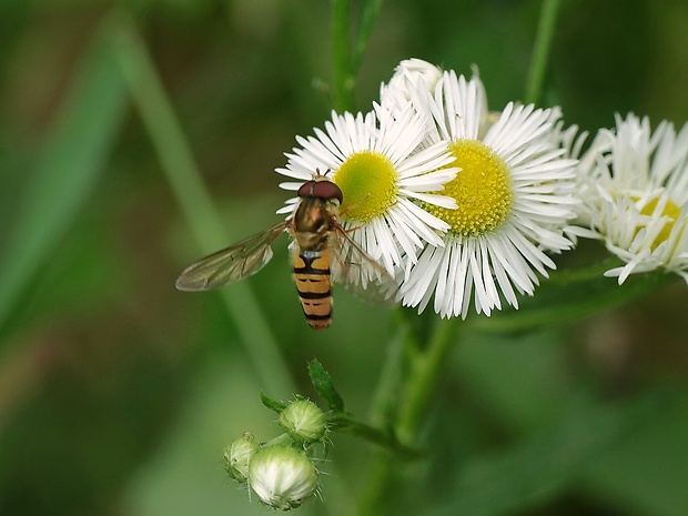 pestrica pruhovaná Episyrphus balteatus