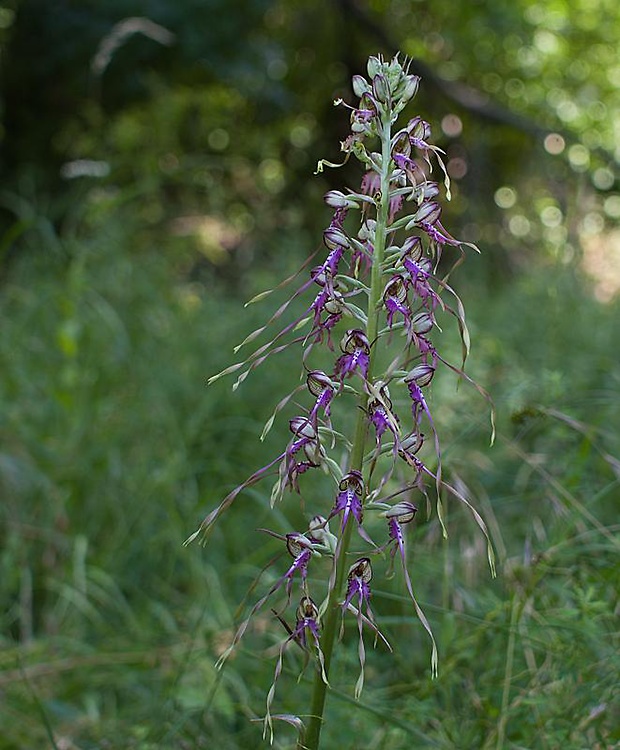 jazýčkovec  Himantoglossum jankae Somlyay, Kreutz &amp; Óvári