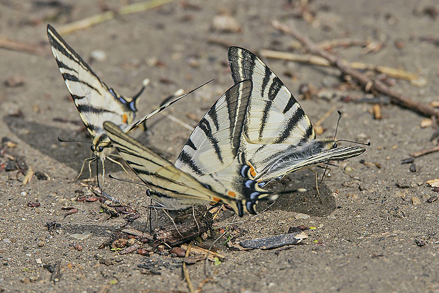 vidlochvost ovocný  Iphiclides podalirius