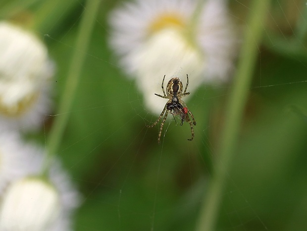 križiak lúčny Mangora acalypha