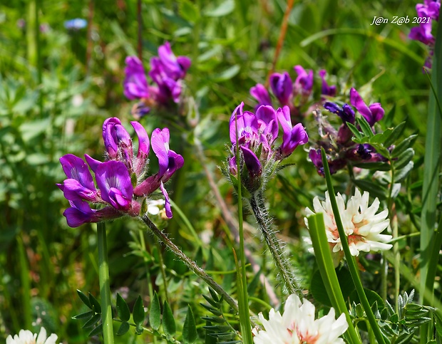 ostropysk hallerov Oxytropis halleri Bunge ex W. D. J. Koch