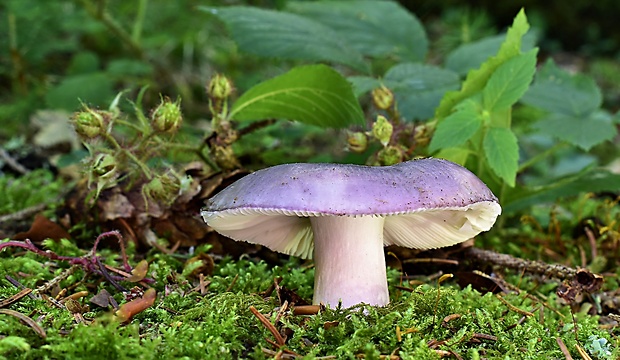 plávka Russula sp.