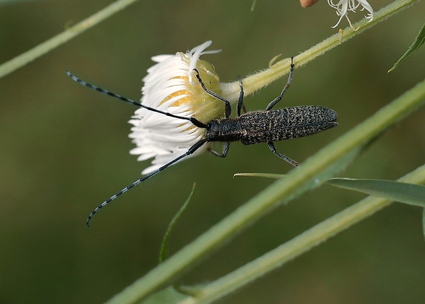 vrzúnik úzkoštíty Agapanthia villosoviridescens