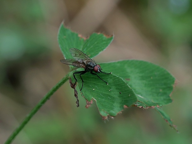 kvetárka Anthomyia confusacea