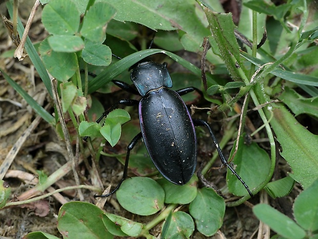 bystruška fialová Carabus violaceus