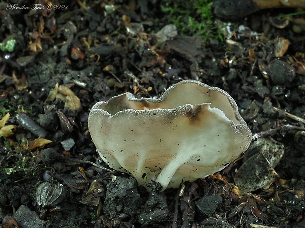 chriapač rebernatý Helvella costifera Nannf.