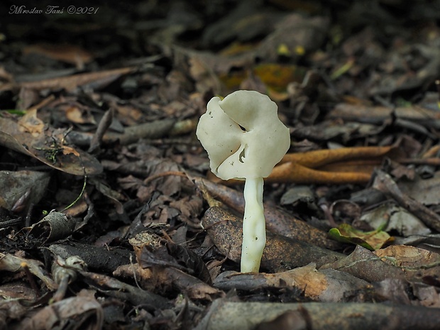 chriapač pružný Helvella elastica Bull.