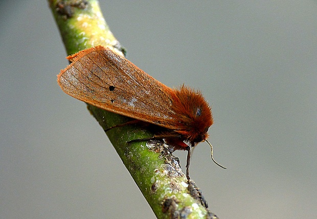 spriadač štiavový Phragmatobia fuliginosa