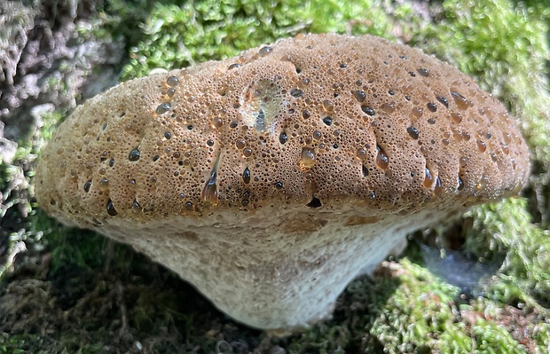 ryšavec slziaci Pseudoinonotus dryadeus (Pers.) T. Wagner & M. Fisch.