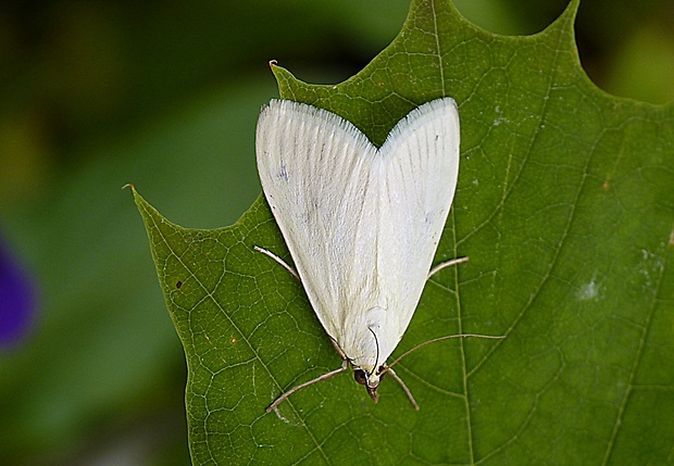 vijačka zelenkavá Sitochroa palealis