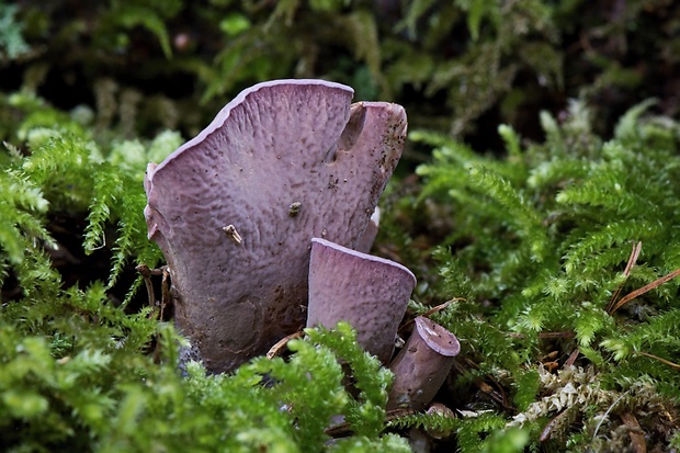 lievikovec kyjakovitý Gomphus clavatus (Pers.) Gray