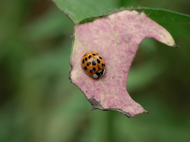 lienka Harmonia axyridis