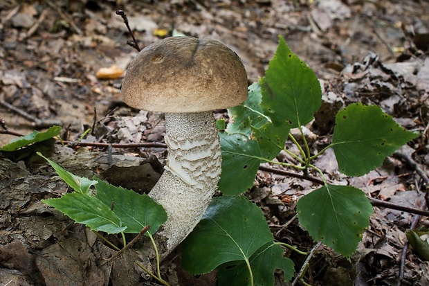 kozák topoľový Leccinum duriusculum (Schulzer ex Kalchbr.) Singer