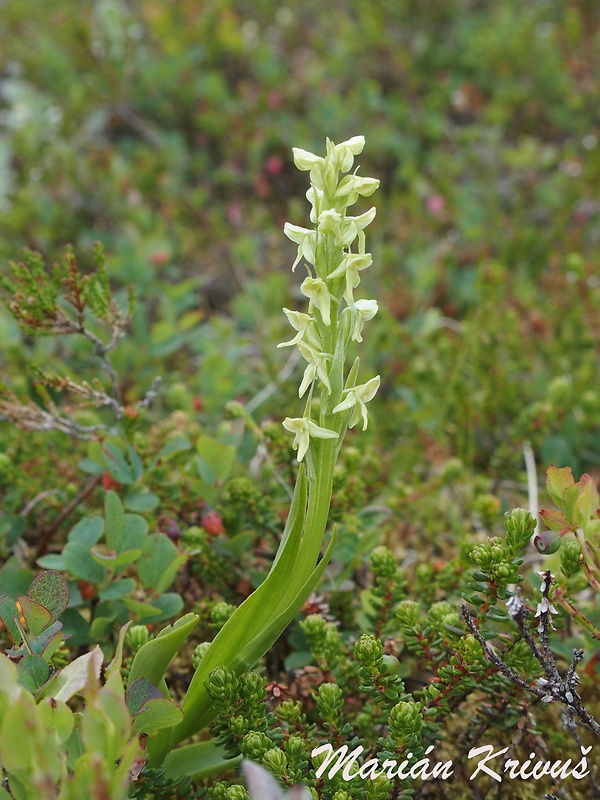 vemenník Platanthera hyperborea (L.) Lindl.