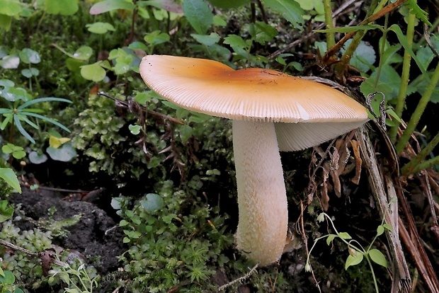 muchotrávka oranžová Amanita crocea (Quél.) Singer