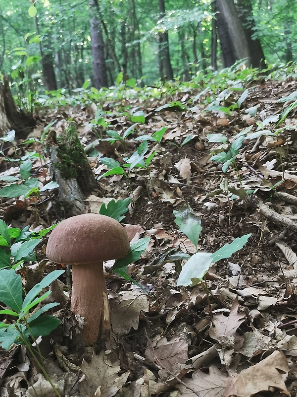 hríb dubový Boletus reticulatus Schaeff.