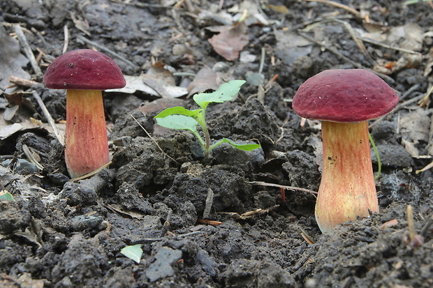 suchohríb karmínový Hortiboletus rubellus (Krombh.) Simonini, Vizzini & Gelardi