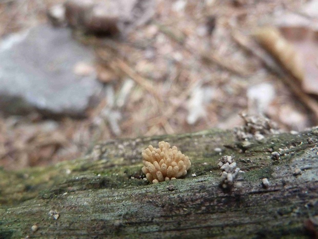 mištička ovisnutá Arcyria nutans (Bull.) Grev.