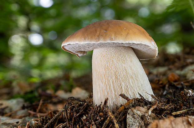 hríb smrekový Boletus edulis Bull.