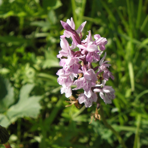 vstavačovec fuchsov pravý Dactylorhiza fuchsii subsp. fuchsii (Druce) Soó