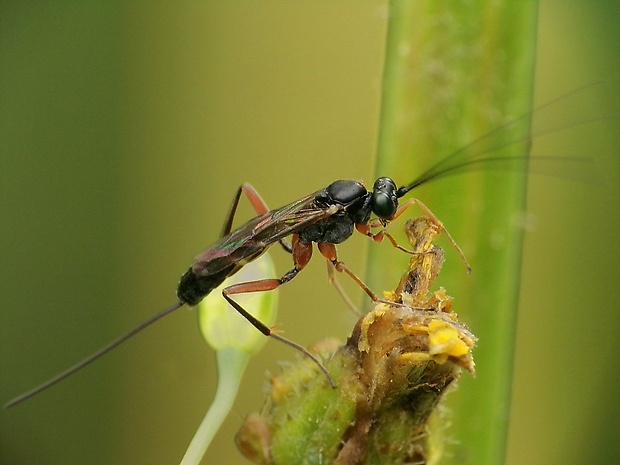 lumok Lissonota sp.