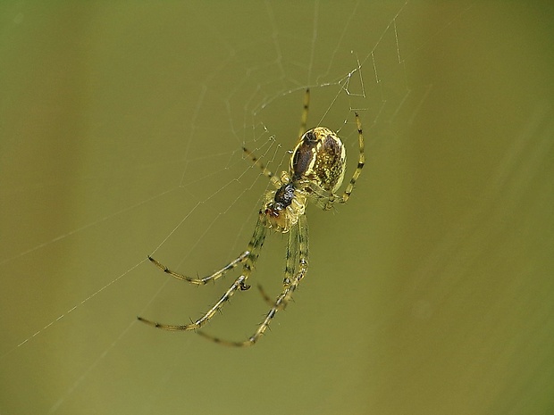 križiak lúčny Mangora acalypha