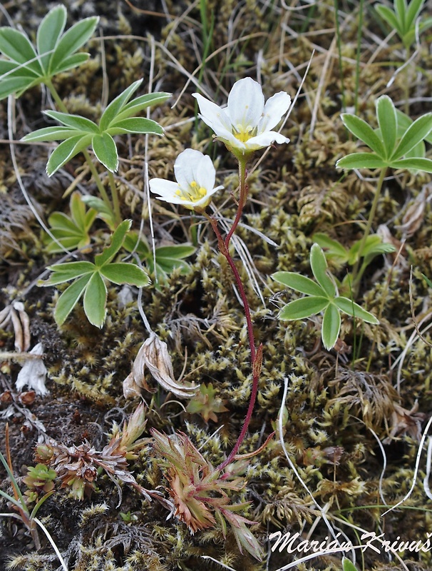 lomikameň rakytový Saxifraga hypnoides L.