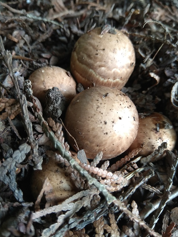 pečiarka trsovitá Agaricus bohusii Bon