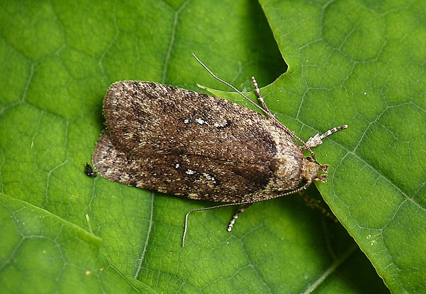 ploskáč boľševníkový Agonopterix heracliana