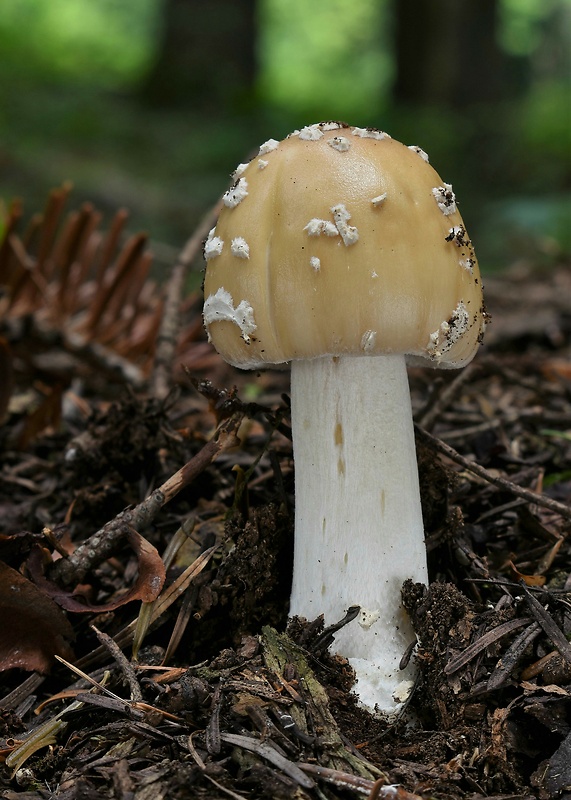 muchotrávka Amanita sp.