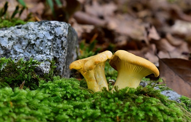 kuriatko jedlé Cantharellus cibarius Fr.