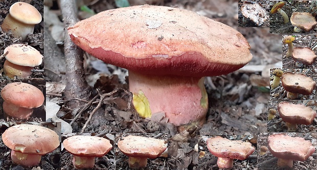 rubínovec obyčajný Chalciporus rubinus (W.G. Sm.) Singer