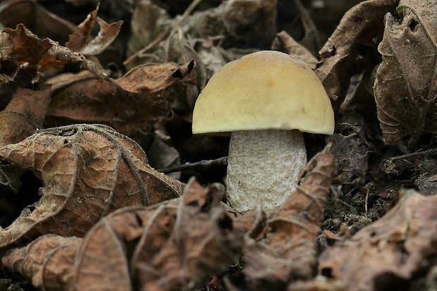 kozák hrabový Leccinum pseudoscabrum (Kallenb.) Šutara