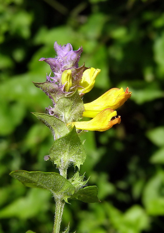 čermeľ hájny Melampyrum nemorosum L.