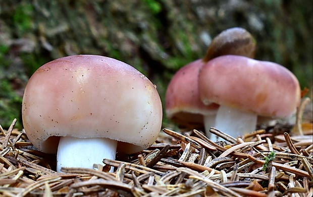 plávka Russula sp.