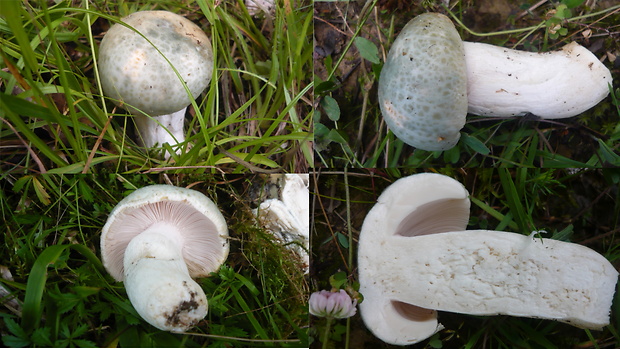 plávka zelenkastá Russula virescens (Schaeff.) Fr.