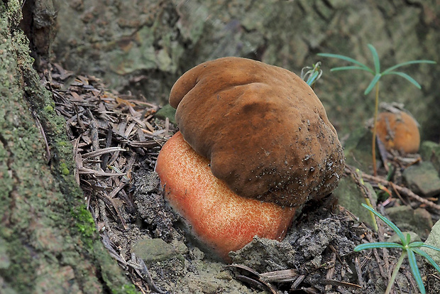 hríb zrnitohlúbikový Sutorius luridiformis (Rostk.) G. Wu & Zhu L. Yang