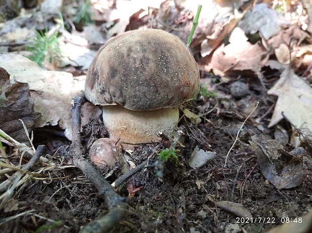 hríb bronzový Boletus aereus Bull. ex Fr.