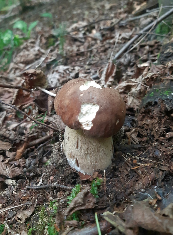 hríb dubový Boletus reticulatus Schaeff.