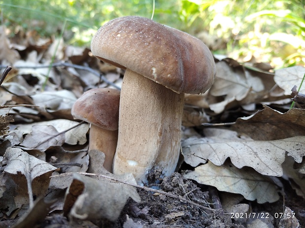 hríb dubový Boletus reticulatus Schaeff.